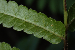 Cyclosorus interruptus