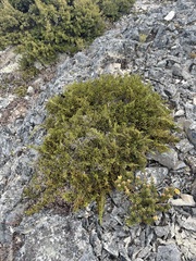 Microcachrys tetragona