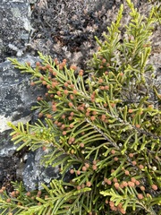 Microcachrys tetragona