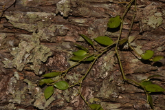 Dendrobium pugioniforme