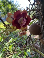 Couroupita guianensis
