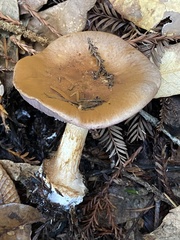 Thaxterogaster purpurascens