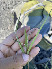 Urochloa distachya