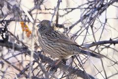 Carpodacus rhodochlamys