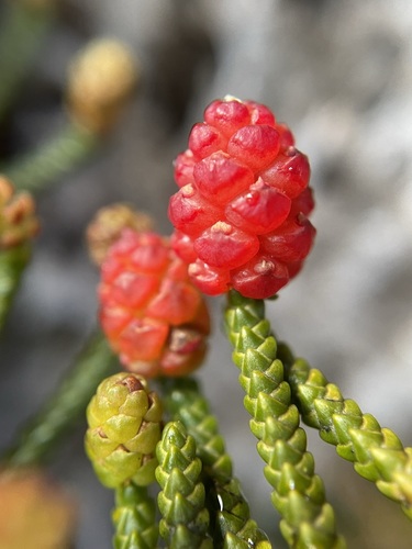 Creeping pine (Microcachrys tetragona)