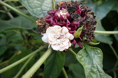 Clerodendrum chinense