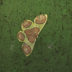 Plutodes pseudocyclaria