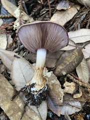 Thaxterogaster purpurascens