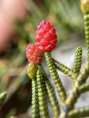 Microcachrys tetragona