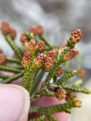 Microcachrys tetragona