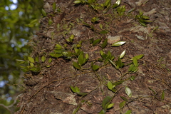 Dendrobium pugioniforme