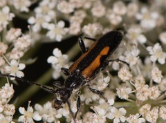 Strangalepta abbreviata