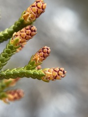 Microcachrys tetragona