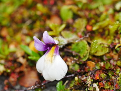 Mazus radicans