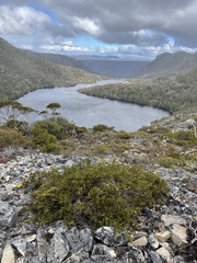 Microcachrys tetragona