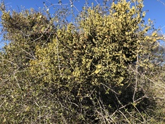 Phoradendron villosum