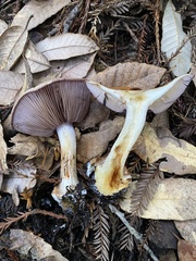 Thaxterogaster purpurascens