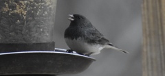 Junco hyemalis