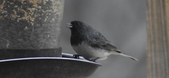 Junco hyemalis