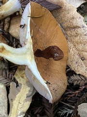 Thaxterogaster purpurascens