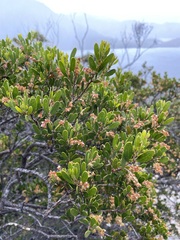 Acacia mucronata dependens