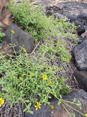 Lipochaeta integrifolia