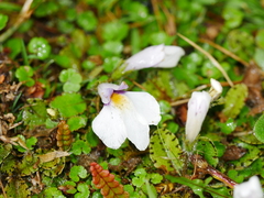 Mazus radicans