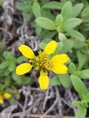 Lipochaeta integrifolia