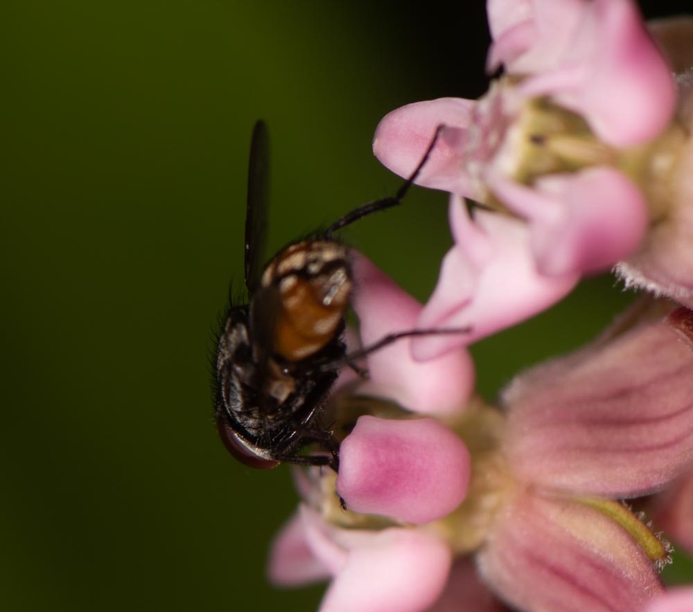 Musca from Washington, Vermont, United States on July 12, 2022 at 02:27 ...