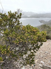 Acacia mucronata dependens