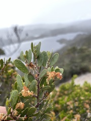 Acacia mucronata dependens