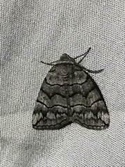 Dysbatus singularis