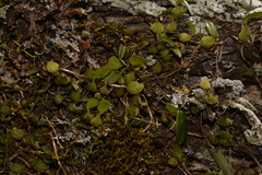 Bulbophyllum exiguum