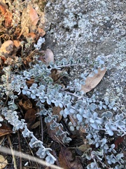 Acmispon argophyllus