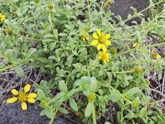 Lipochaeta integrifolia