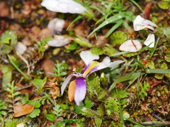 Mazus radicans