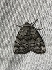 Dysbatus singularis