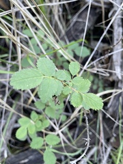 Rosa spithamea