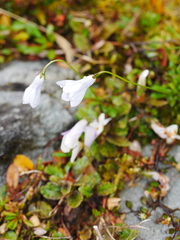 Mazus radicans