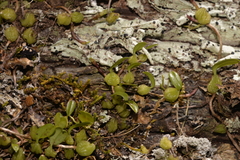 Bulbophyllum exiguum