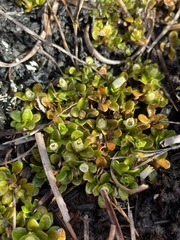 Schizacme