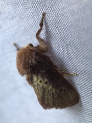 Pseudanapaea denotata