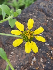 Lipochaeta integrifolia