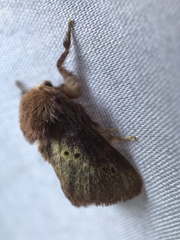 Pseudanapaea denotata