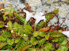 Mazus radicans