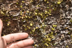 Bulbophyllum exiguum