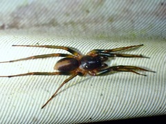 Zodariidae