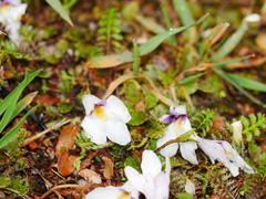 Mazus radicans