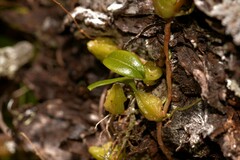 Bulbophyllum bracteatum