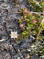 Boronia parviflora
